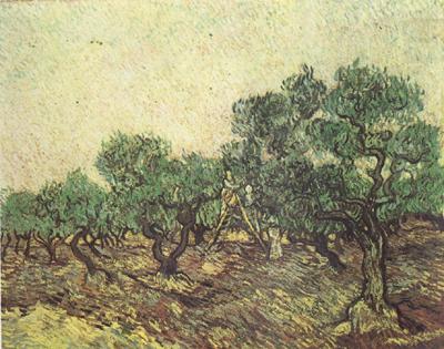 Vincent Van Gogh Olive Picking (nn04) china oil painting image